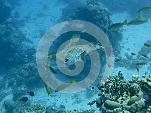 Porcupinefish also commonly called blowfish or balloonfish and globefish