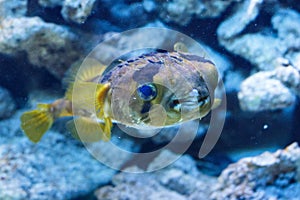 Porcupinefish belonging to the family Diodontidae.