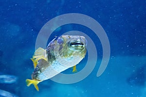 Porcupinefish belonging to the family Diodontidae.