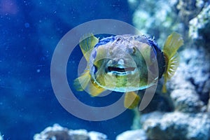 Porcupinefish belonging to the family Diodontidae.