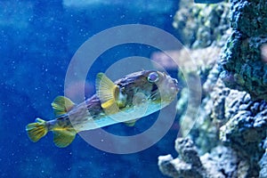 Porcupinefish belonging to the family Diodontidae.