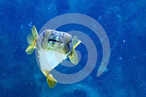 Porcupinefish belonging to the family Diodontidae.