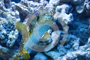 Porcupinefish belonging to the family Diodontidae.