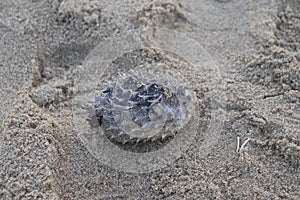 Porcupinefish - Blowfish - Balloonfish - Serenity Beach - Pondicherry tourism - India holiday destination - beach vacation