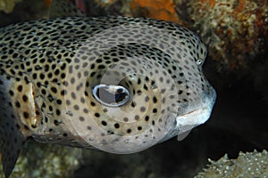 Porcupinefish Closeup