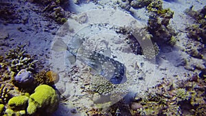 Porcupinefish - commonly called blowfish