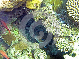 Porcupinefish in a coral reef cave 2658