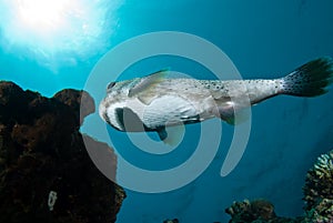 Porcupinefish (Diodon hystrix)