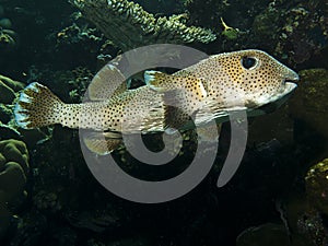 Porcupinefish Diodon hystrix