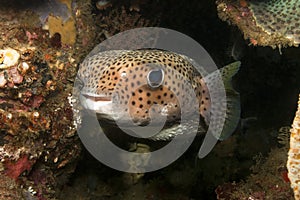 Porcupinefish (Diodon hystrix) photo