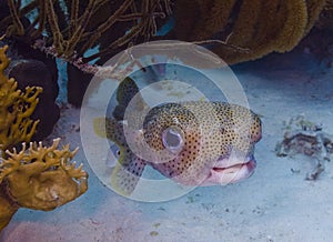 Porcupinefish (Diodon hystrix) photo