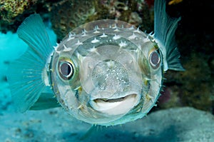 Porcupinefish (Diodon nicthemerus)