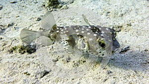 Porcupinefish Diodon Nicthemerus fish in the Red Sea, Eilat, Israel