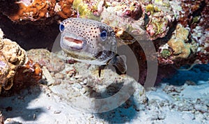 Porcupinefish are fish belonging to the family Diodontidae, also commonly called blowon the coral reef in Thailand.