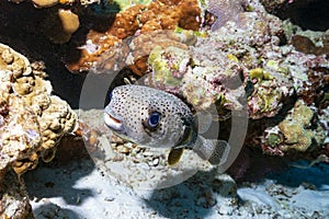 Porcupinefish are fish belonging to the family Diodontidae, also commonly called blowon the coral reef in Thailand.