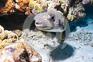 Porcupinefish are fish belonging to the family Diodontidae, also commonly called blowon the coral reef in Thailand.