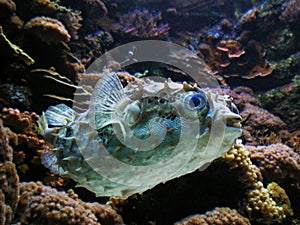 Sealife. Porcupinefish Tetraodontiformes