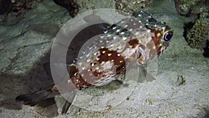 A porcupinefish floating close to the seafloor