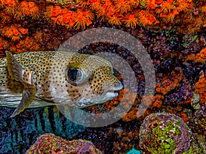 Porcupinefish are medium-to-large fish,Diodontidae