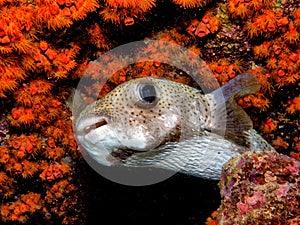 Porcupinefish are medium-to-large fish,Diodontidae