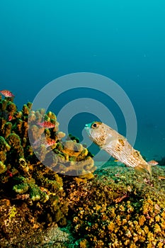 Porcupinefish