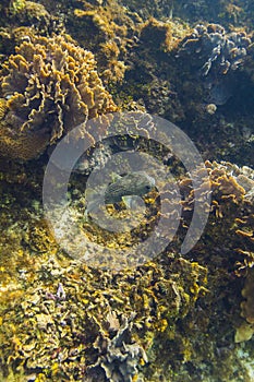 Porcupinefish swiming in a reef