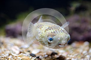 A porcupinefish swimming in aquarium