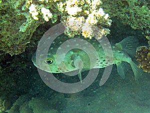 Porcupinefish under a overhang of coral reef 2728