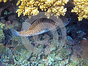 Porcupinefish under the spinney of Ecbinopora fruticulos 0347