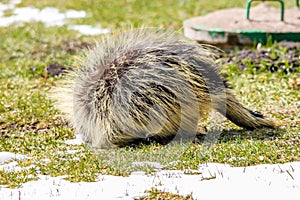 Porcupines Erethizontidae.grabs a quick bite of refreshing sno