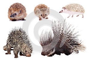 Porcupines and hedgehogs set on white photo