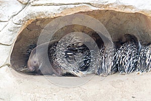 Porcupines