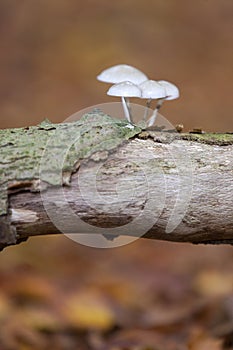Pordelain mushrooms on old beech trunk on forest floor