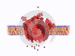 Pore of the calcium released-activated calcium CRAC channel