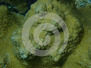 Pore coral (Montipora sp. efflorescens var.) undersea, Red Sea