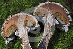 Pores and section details of a Strobilomyces strobilaceus mushroom.