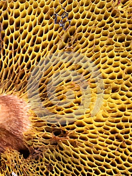 Pores underneath polypore suillus mushroom