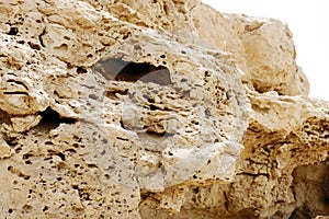 Pores visible in the outcrops of weathered limestone rock photo