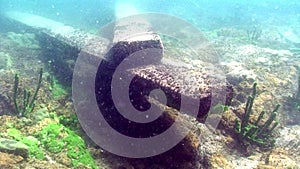 Porifera sea sponge Lubomirskiidae and Spongillidae underwater of Lake Baikal.