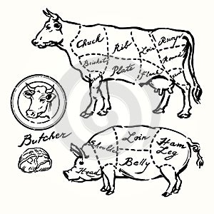 Pork and beef cuts photo