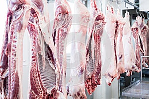 Pork Carcasses in butchery ready for processing