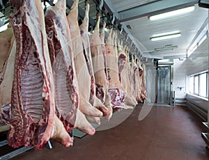 Pork carcasses hang in a meat processing plant