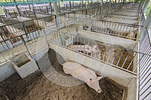 Pork farm