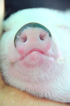pork puppy's nose
