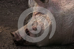 Porker sleeping in the mud