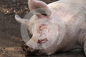 Porker sleeping in the mud