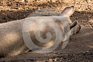 Porker sleeping in the mud