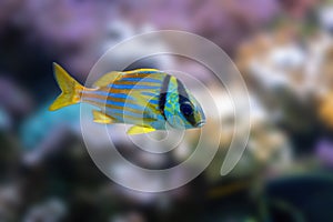 Porkfish - Marine Fish