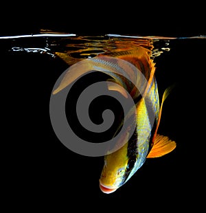 Porkfish on black background