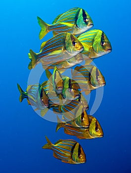 Porkfish at Sea of Cortez near Cabo San Lucas